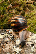 Archachatina marginata egregia Cameroon typ 1b (ssp 2) adult